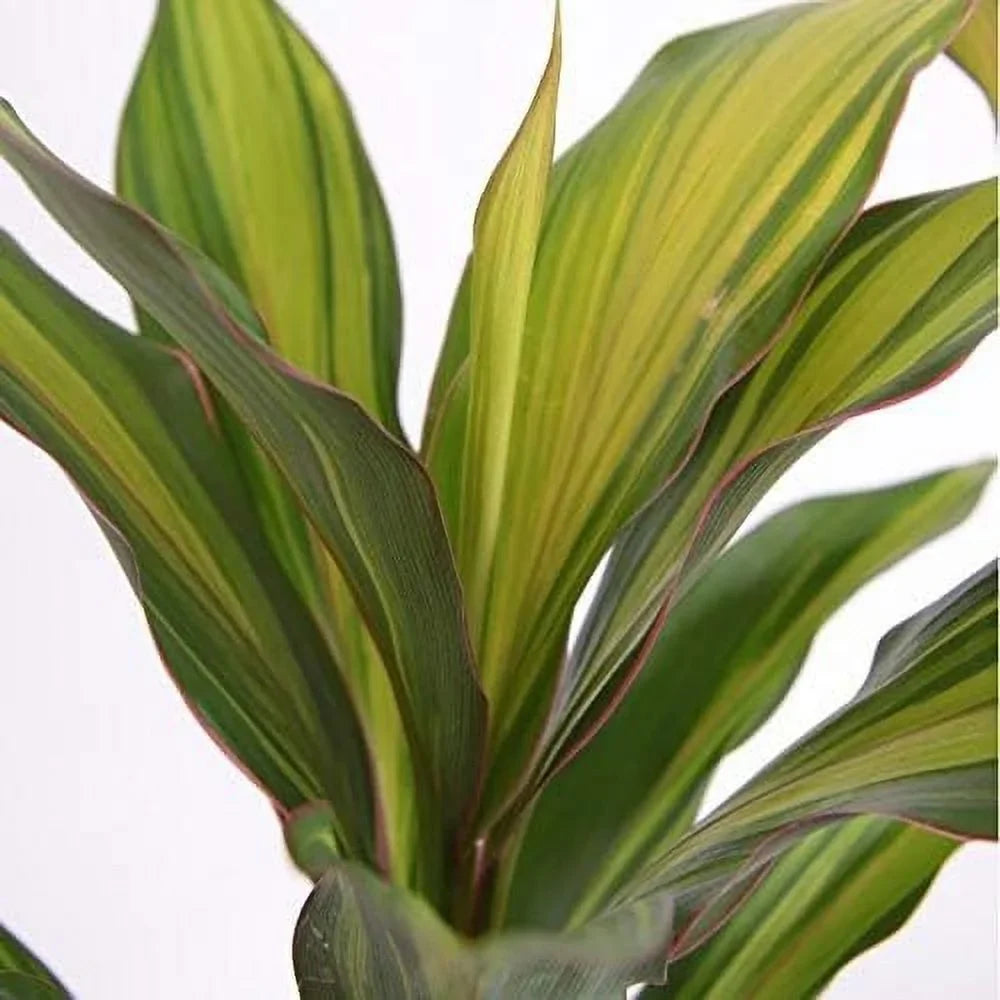 Cordyline Kiwi Ti Plant - Live Plant in an 10 Inch Growers Pot - Cordyline Fruticosa 'Kiwi' - Florist superior Beautiful Indoor Outdoor Air Purifying Houseplant