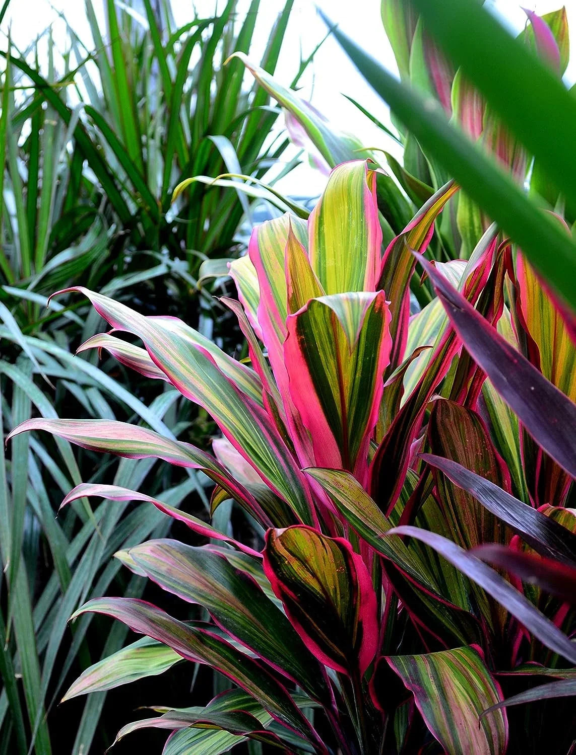 Cordyline Kiwi Ti Plant - Live Plant in an 10 Inch Growers Pot - Cordyline Fruticosa 'Kiwi' - Florist superior Beautiful Indoor Outdoor Air Purifying Houseplant
