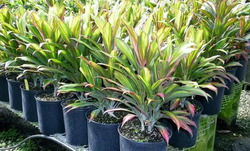 Cordyline Kiwi Ti Plant - Live Plant in an 10 Inch Growers Pot - Cordyline Fruticosa 'Kiwi' - Florist superior Beautiful Indoor Outdoor Air Purifying Houseplant