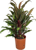Cordyline Kiwi Ti Plant - Live Plant in an 10 Inch Growers Pot - Cordyline Fruticosa 'Kiwi' - Florist superior Beautiful Indoor Outdoor Air Purifying Houseplant