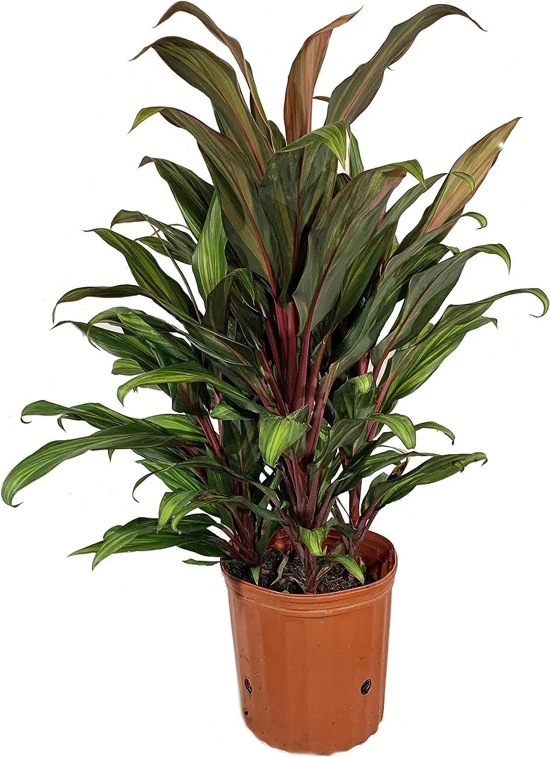 Cordyline Kiwi Ti Plant - Live Plant in an 10 Inch Growers Pot - Cordyline Fruticosa 'Kiwi' - Florist superior Beautiful Indoor Outdoor Air Purifying Houseplant