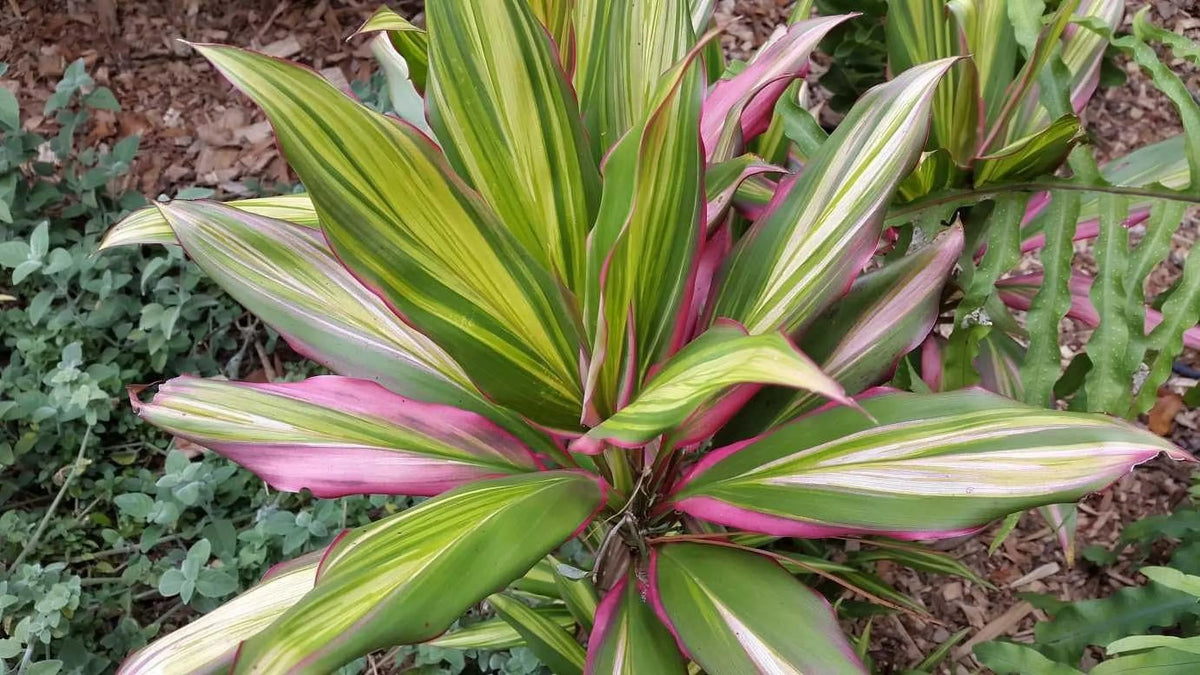 Cordyline Kiwi Ti Plant - Live Plant in an 10 Inch Growers Pot - Cordyline Fruticosa 'Kiwi' - Florist superior Beautiful Indoor Outdoor Air Purifying Houseplant